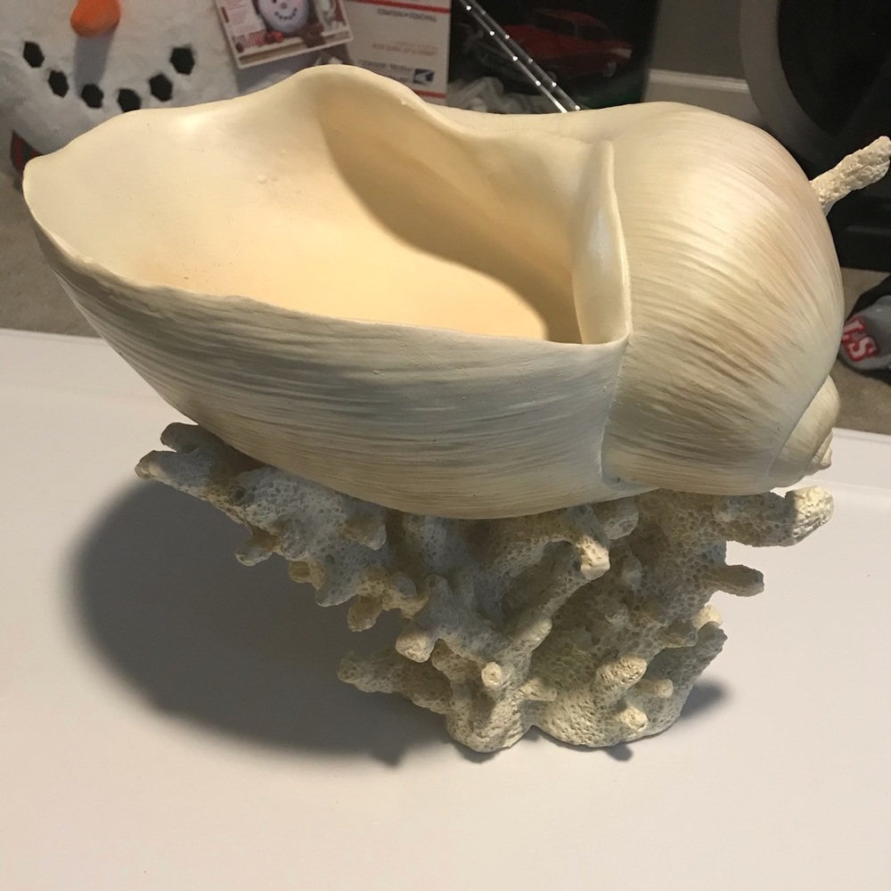 Seashell Decor